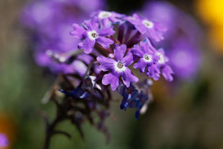 Flowers of a rock verbena, Glandularia tenera.の写真素材