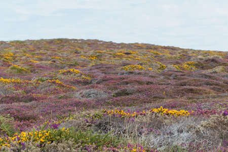 Heath landscape at the island of Ouessant or Ushant in Brittany, France.の写真素材