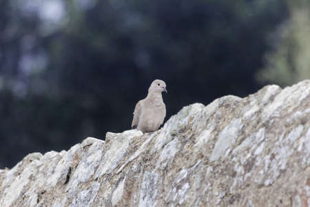A Eurasian collared dove, Streptopelia decaocto, on a wall.の写真素材