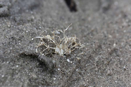 A sand mason worm, Lanice conchilega, in the intertidal zone of a mud flat.