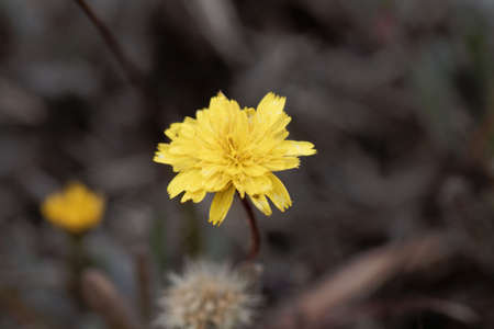Macro photo of a mouse-ear hawkweed flower, Pilosella officinarum.