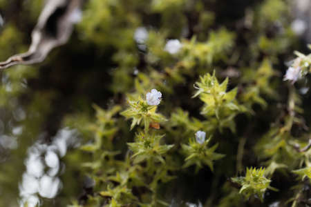 Macro photo of a Giant Viper's bugloss flower, Echium pininana.