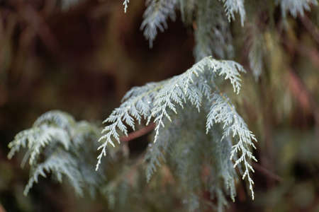 Branches of a Kashmir cypress tree, Cupressus cashmeriana