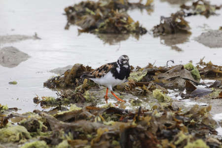 A ruddy turnstone, Arenaria interpres, on a intertidal mudflat.