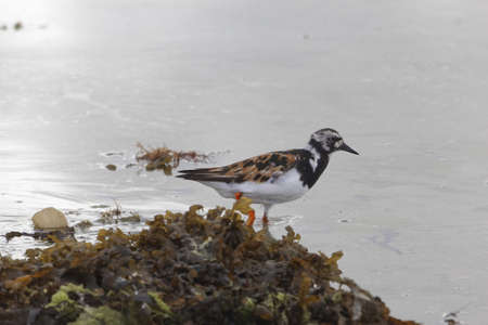 A ruddy turnstone, Arenaria interpres, on a intertidal mudflat.