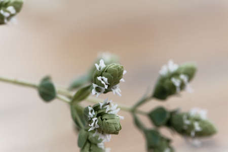 Flowers of a Syrian oregano plant, Origanum syriacum, a spice herb from the Near East.