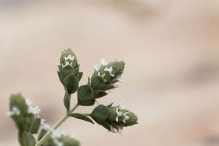 Flowers of a Syrian oregano plant, Origanum syriacum, a spice herb from the Near East.