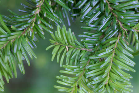 Detail of needles of a Pacific silver fir, Abies amabilis