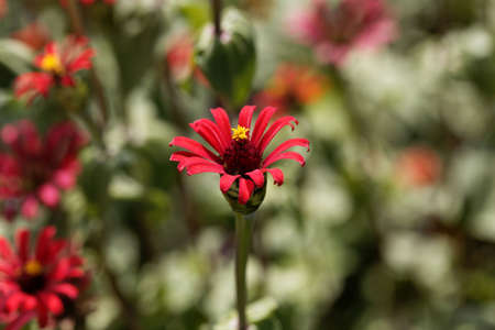 Flowers of a Peruvian zinnia plant, Zinnia peruvianaの写真素材