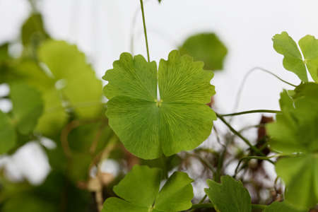Leaf of a dwarf waterclover, Marsilea minuta, a medical plant from Asia. With a white background.