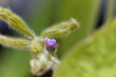 Purple flower of a Soybean plant, Glycine maxの写真素材