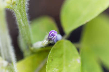 Purple flower of a Soybean plant, Glycine maxの写真素材