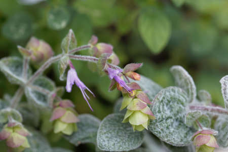 Flower of a Cretan dittany or hop marjoram, Origanum dictamnus, a spice and medical plant from...