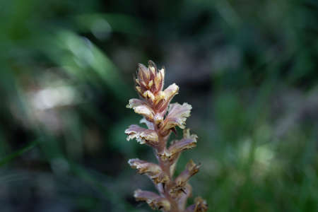 Flower of an ivy broomrape, Orobanche hederae, a parasitic plant on ivy.の写真素材