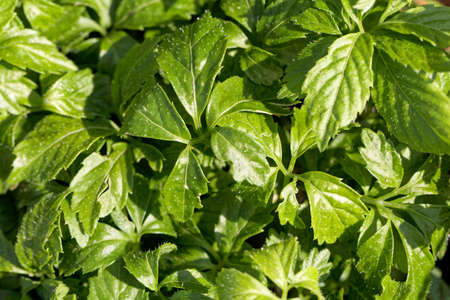 Leaves of a Jiaogulan plant, Gynostemma pentaphyllum, a medical plant from China.