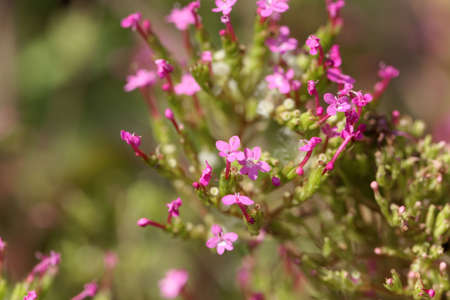 Flower of a long-spurred valerian plant, Centranthus macrosiphonの写真素材