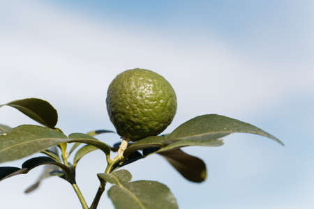 Fruit on a kaffir lime tree, Citrus hystrix, with a blue backgroundの写真素材