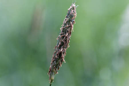 Inflorescence of a meadow foxtail grass, Alopecurus pratensis.の写真素材