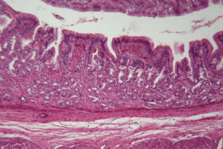 Microscope photo of a section through dog smooth muscle cells