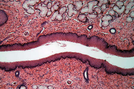 Microscope photo of a section through esophagus cells of a dog.