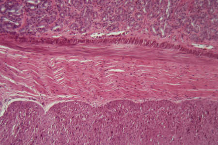 Microscope photo of a section through dog smooth muscle cells