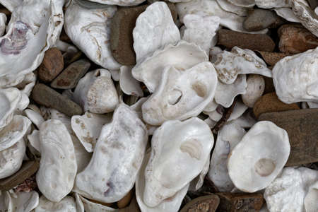 White oyster shells with pebbles on a beach.