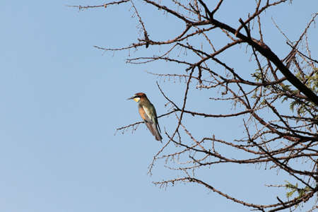 A European bee-eater, Merops apiaster, in a tree in East Africa.