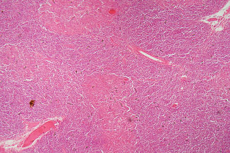 Cross section through cells of a human thymus gland under the microscope.