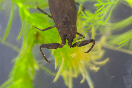 A water scorpion, Nepa cinerea, on a water plant.の写真素材