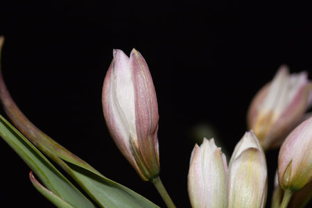 Flower of a polychrome tulip, Tulipa polychroma