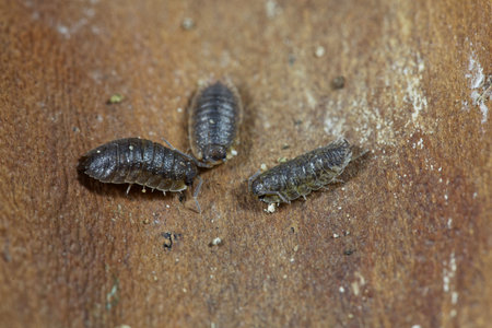 Common rough woodlouses, Porcellio scaber, on a wooden background.の写真素材