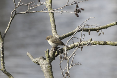 Common chiffchaff, Phylloscopus collybita, in a tree.