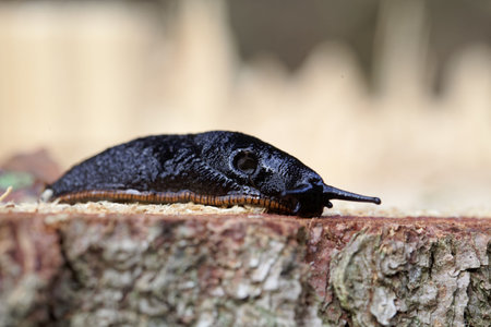 A black slug, Arion ater, on a wooden background.の写真素材