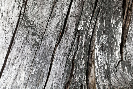 Old and weathered gray colored spruce wood as background