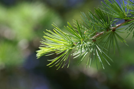 Needles of a Dahurian larch tree, Larix gmelinii