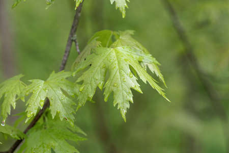 Spring leaves of a silver maple tree, Acer saccharinum