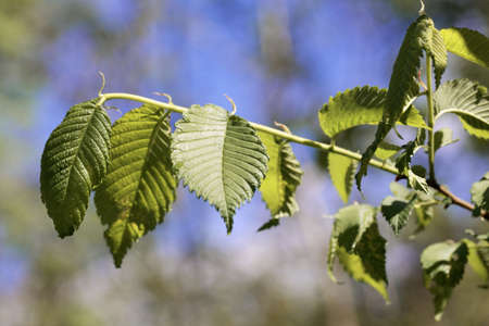 Spring leaves of an American elm, Ulmus americana