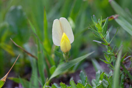 Flower of a dragons teeth plant, Tetragonolobus maritimus