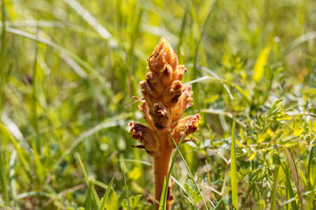Flower a clover broomrape, Orobanche minorの写真素材