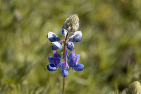 Flower of a dwarf lupine plant, Lupinus nanusの写真素材