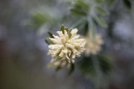 Flower of a Jupiter beard bush, Anthyllis barba jovisの写真素材