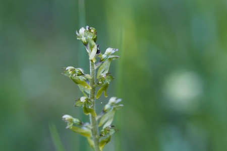 Flowers of a common twayblade or eggleaf twayblade orchid, Neottia ovata, a rare wild orchid from Europe.の写真素材