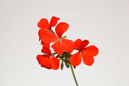 Flower of a scarlet geranium, Pelargonium inquinansの写真素材