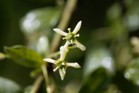 Flowers of a European spindle bush, Euonymus europaeusの写真素材