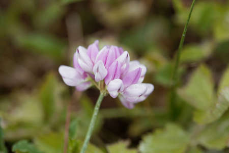 Flowers of a purple crown vetch plant, Securigera variaの写真素材
