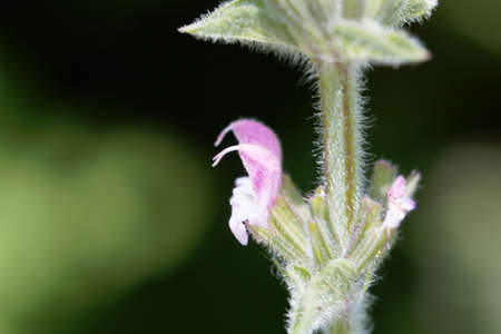 Flower of an annual clary plant, Salvia viridis