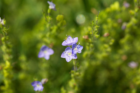 Flower of an Austrian speedwell, Veronica austriaca