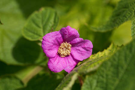 Flower of a purple flowered raspberry bush, Rubus odoratus