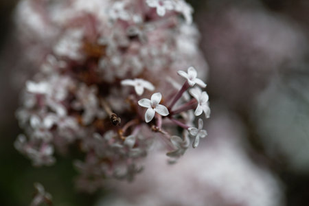 Flowers of the lilac bush Syringa microphyllaの写真素材