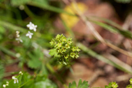 Flowers of a common lady mantle plant, Alchemilla vulgaris.の写真素材